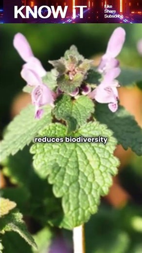 Why do Human activities threaten biodiversity?