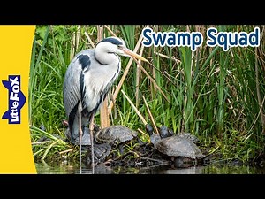 Alligator, Snail, Turtle & Heron – Swamp Animal Adventures | Kids Animal Story