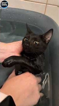 Funny cats!🤣🤣🤣/Смешные котики🤣🤣🤣91
