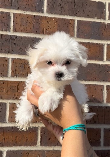 Adorable Maltese Puppy Adorably Identifies as a Dog