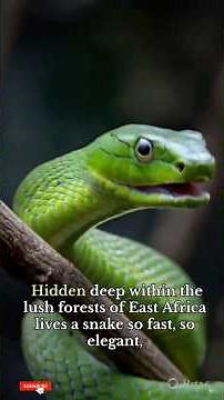 “Eastern Green Mamba: The Silent Killer in the Trees” 🐍🌿#wildlife #snake