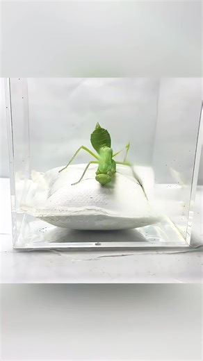 #usa🇺🇸 #fyp #mosquito #bee #leche | bee