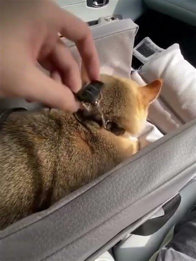 The ultimate car seat for stress-free cat rides#cat #pets #petproducts #cute #catproducts #petlovers