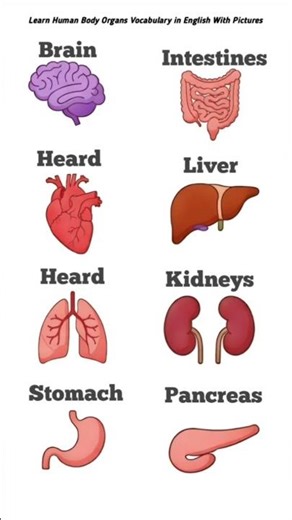 Human Body Organs Vocabulary in English with Pictures #english #english #englishlanguage