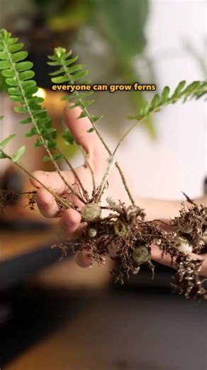 Grow Ferns Easily with This Simple Trick 🌿 | Keep Your Ferns Lush & Healthy #plants