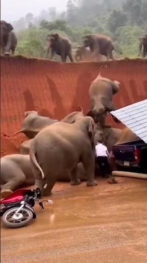 Herd of Elephants “Jump” Off Cliff in Surreal Rural Scene | AI Short Film #aielephant #aivideo #ai