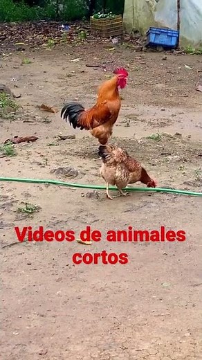 Gallo cantando en el campo