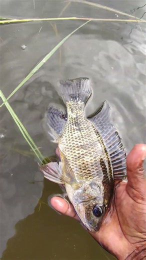 #fishing #bigcatfeverrods #fishingvideos #fish #fun #carpfishing #beach #carp #satisfying #seafishi