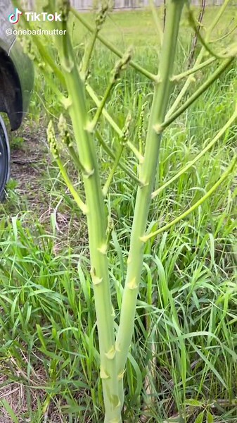 OneBadMutter (@onebadmutter)’s videos with My Heart Will Go On (Flute Version) - Faith