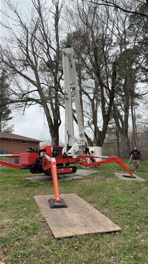 Monster Maple Trees Coming Down Today!!!