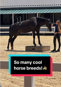 So many cool horse breeds!🐴 | katie van slyke