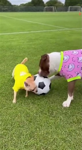 Dogs Playing Soccer Cutest Match of the Year! 😂⚽🐶12011