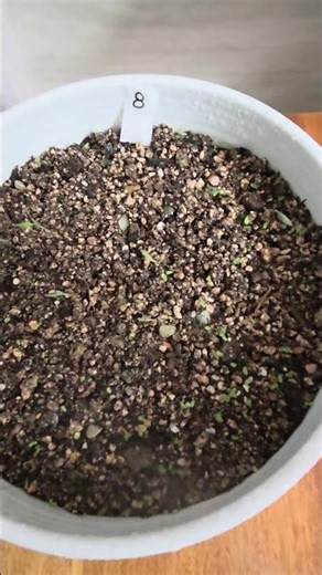 괭이밥 물주기 8일차 2026년 3월 16일