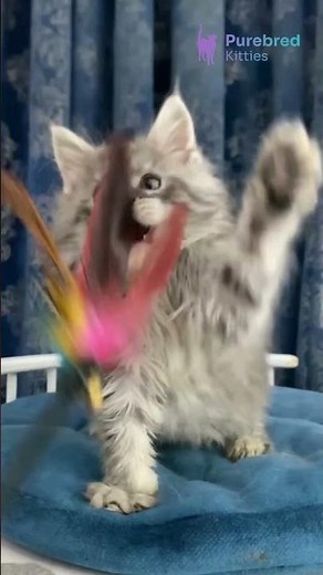 Meet Sugar: The Blue Silver Marble Maine Coon Kitten 🐾 Gentle & Playful! #MaineCoon