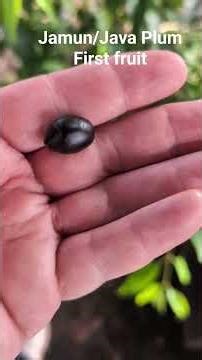 Jamun/Java Plum first fruit. (Syzygium cumini)
