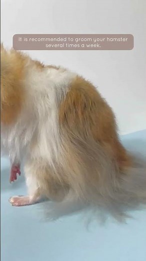 How to Care for Your Hamster | Pet Grooming | How to Groom Your Hamster | Petcare | Hamster Fur Care