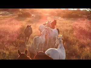 In freier Natur – Kambakus "Wildpferde" // Wild and Free – Kambaku's Wild Horses