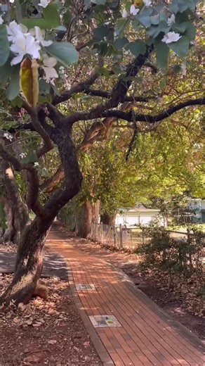 1.4K views · 28 reactions | Have you been to Montville in Queensland?...