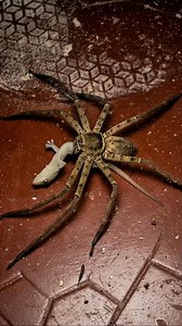 **"Spider brutally attacks a lizard in a shocking wild encounter! ️年 Intense, fast, and unbelievable action captured in close-up. This video is AI-generated for entertainment and educational purposes only. #SpiderVsLizard #WildlifeFight #AnimalAttack #NatureBattle | Insect Planet | Facebook