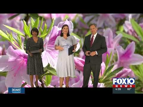 Azaleas in bloom along the Gulf Coast