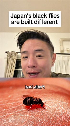 Japan’s black flies are built different