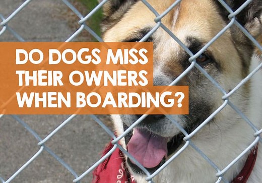 Do Dogs Miss Their Owners When Boarded in Kennels? (Results)