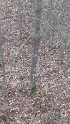 Deer hunting failed....