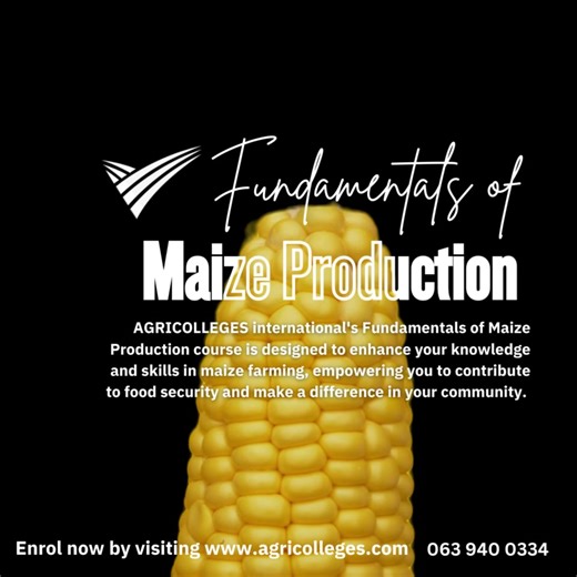 Maize plays a crucial role in ensuring food security in Africa. As a staple crop, it provides sustenance to millions of people across the continent. Farmers equipped with essential maize production skills are vital in meeting the growing demand for this crop. AGRICOLLEGES international's Fundamentals of Maize Production course is designed to enhance your knowledge and skills in maize farming, empowering you to contribute to food security and make a difference in your community. Enrol today and b