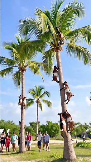 How Do Goats Climb Palm Trees? Incredible Moment! Goats Showing Off Their Skills on Palm Trees #new