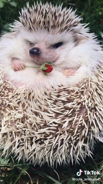 Cute animals on TikTok