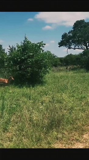 Wild animals are very important in balancing the environment. They provide stability to different natural processes of nature. #wildlife_vision #discoverychannel #discover #discoverearth #netgeowildlife #netgeo #wildlifelovers #wildlifephoto #wildlifesafari #netgeowildlife | Kitty Cats