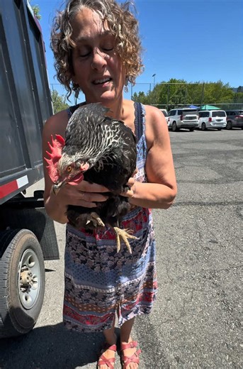Rogue Ridge Life: Chicken's Surprise Egg Adventure