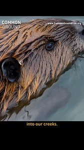 What happens when you work with nature rather than against it? Glenn from Alderspring Ranch shares his incredible experience in this clip from award-winning film ‘Common Ground,’ the follow up to 'Kiss the Ground' (Netflix). Premiering in over 75 select theaters and festivals since September, the film is now in the top 10 independent documentaries of 2023! Learn more and join the growing movement to support healthy farms and food: CommonGroundFilm.org #landrestoration #holisticplannedgrazing #pl