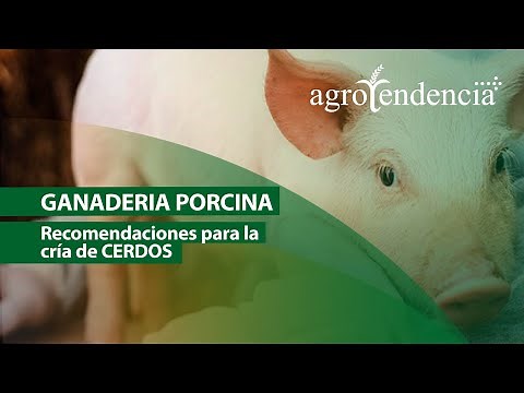 Características del CERDO | TODO PARA SU CRÍA Y PRODUCCIÓN
