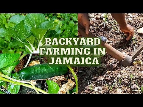 Growing CUCUMBERS & PAK-CHOI in JAMAICA / Backyard FARMING in JAMAICA / Earth's Medicine