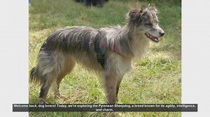 Top 10 Facts About the Pyrenean Sheepdog