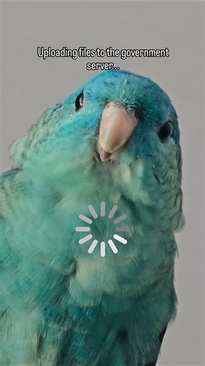 birds aren't real #birds #birb #birdsounds #linnie #lineolatedparakeet #parrot