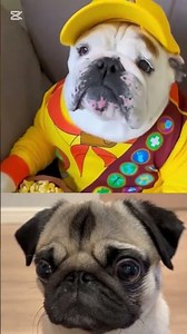 Mops_memes #memes #fypシ #trendingshorts