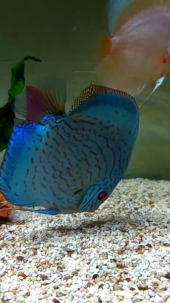 Panduan Lengkap Ikan Discus di Malaysia