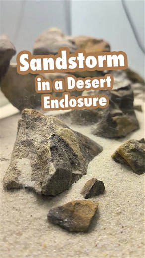 Watch This Desert Terrarium Come Alive!