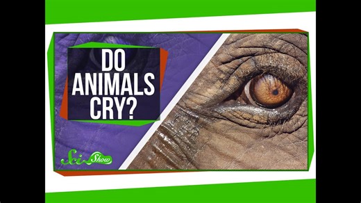 Do animals cry?