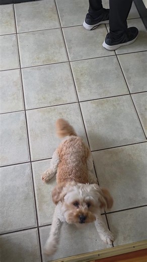 Rua the cockapoo on TikTok
