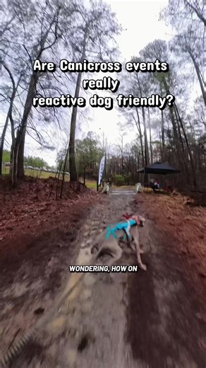 In short yes! But you absolutely have to train to get to a point you can attend. In our first race I would reel Jade in and not leave her out as far. I also have her harness attachment a bit further up her back than recommended for extra control! #canicross #running #reactivedog #dogsport #fyp