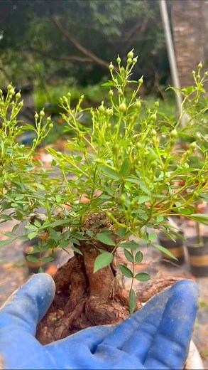 682K views · 2K reactions | Hoa Hồng bonsai | Chuẩn Rose Garden | Facebook