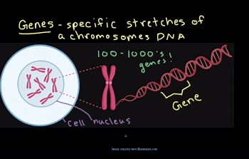 Chromosomes and genes