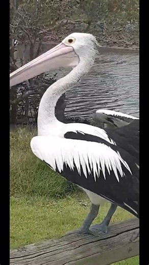 Australian Pelican Video: Glen Spoon Falconer Australian Pelicans have the longest bill of any bird in the world, a massive gular pouch for scooping fish, & they are Australia's largest flying bird with a wingspan of up to 3 meters. They also exhibit remarkable nomadic behavior, breeding opportunistically & covering vast distances by soaring for extended periods to follow food sources. Like, share & comment this reel. #pelicans #birds #pelicanbay #wildlife #Wow #MajesticBirds #wildbirds #love #A