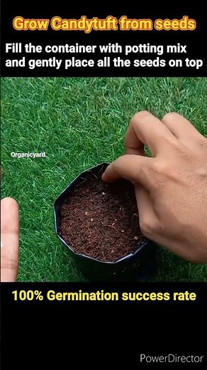 How to grow Candytuft at home. 100%success with germination update #shorts #candytuft #gardening