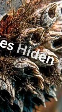 THE HIDDEN DANGER OF BARNACLES, #short, #oceandepth , #movie