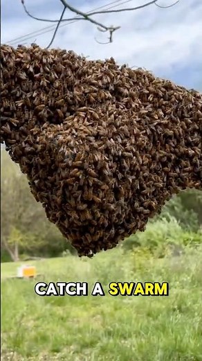 Pill Bottle Swarm Trap? 🐝 Does This Actually Work?