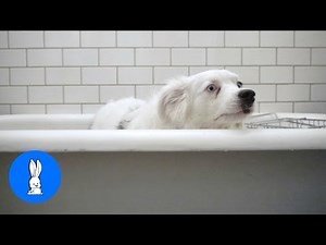 Dogs Hate Taking Baths - FUNNIEST Compilation